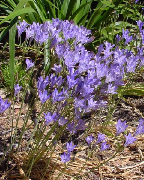Triteleia Corrina